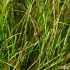 Carex vaginata -- Scheiden-Segge